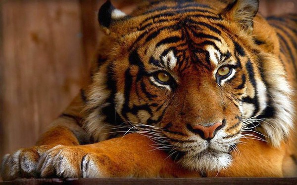 TIGRE