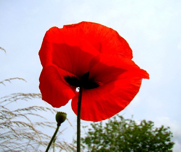 COQUELICOTS