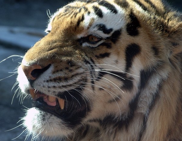 TIGRE