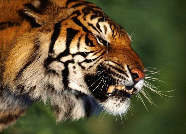 TIGRE