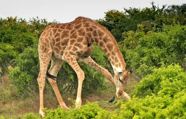 GIRAFE