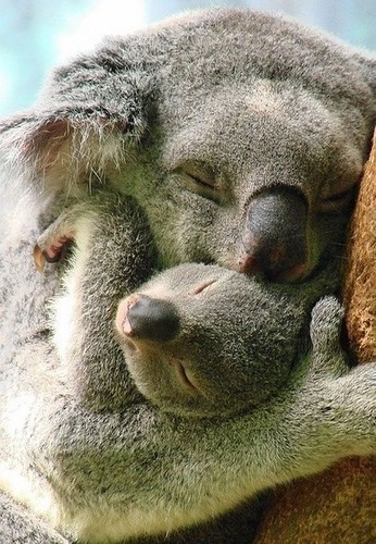 KOALAS