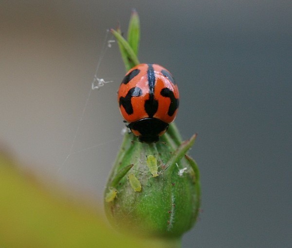 COCCINELLE