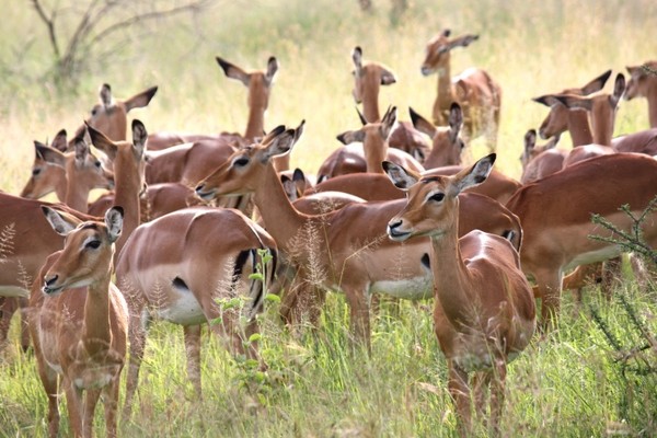 IMPALAS