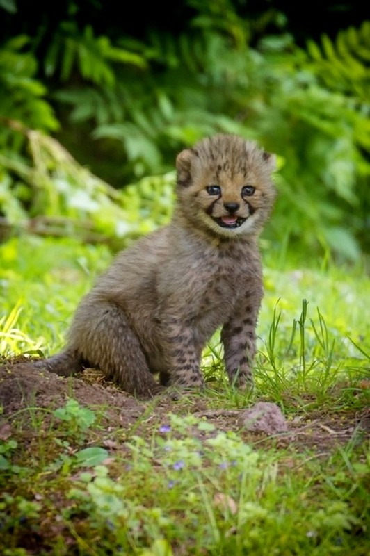 BEBE GUEPARD