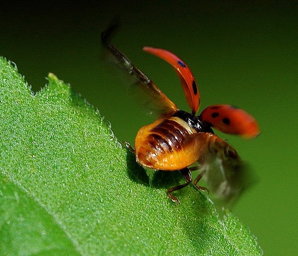 COCCINELLE