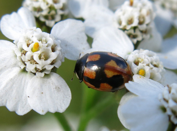 COCCINELLE 2