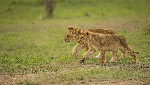 LES FELINS