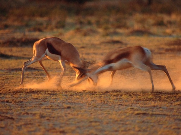 ANTILOPES