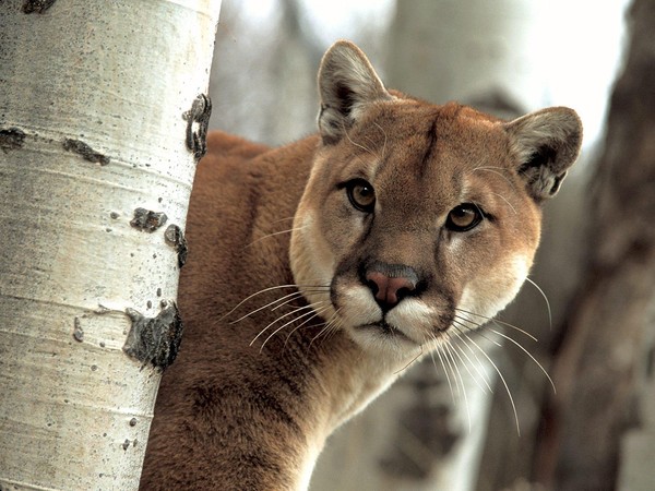 COUGAR