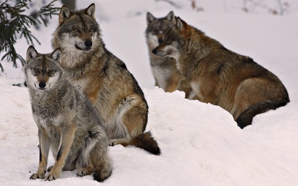 LOUPS