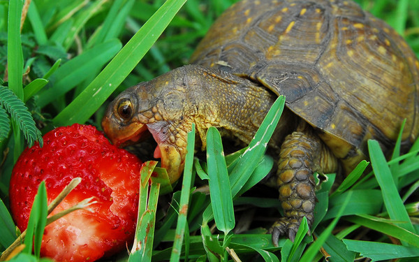 TORTUE