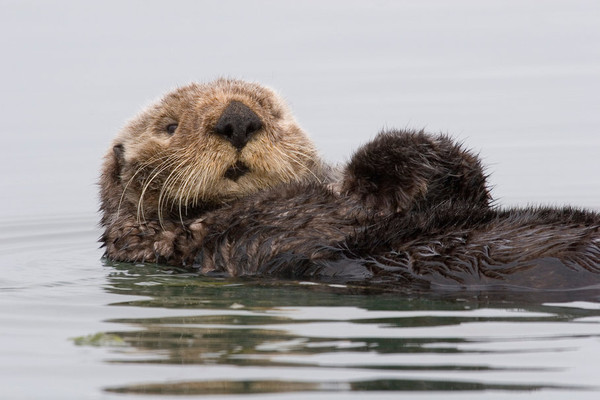 LOUTRE