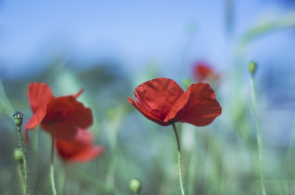 COQUELICOTS