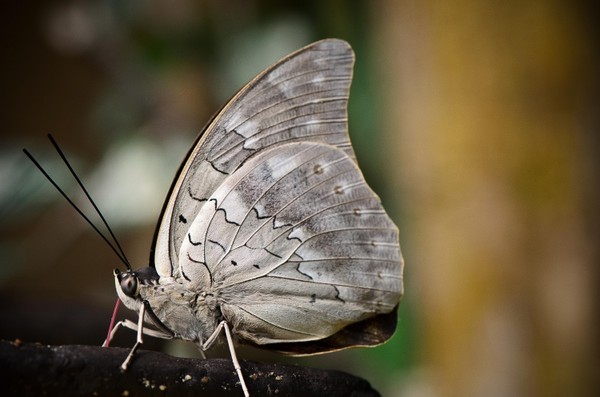 PAPILLON