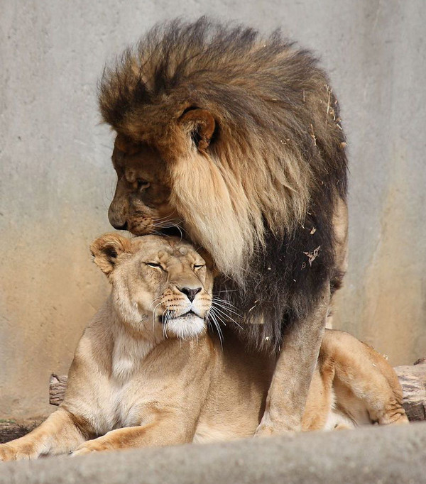 LION ET LIONNE