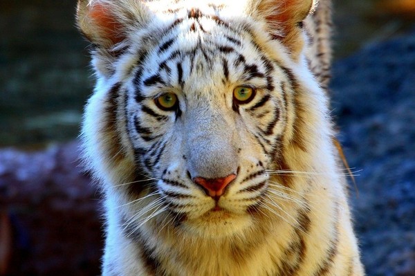 TIGRE BLANC