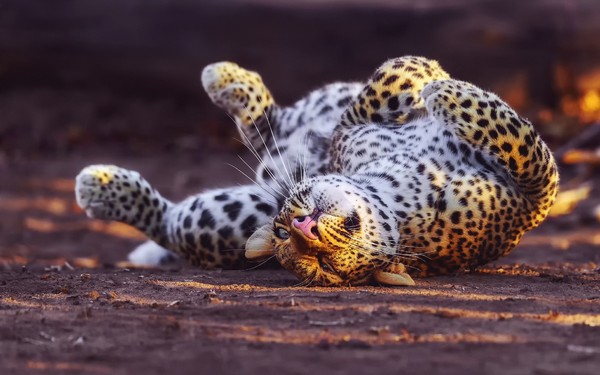 LEOPARD