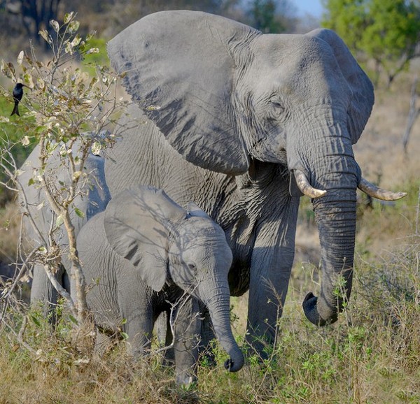 ELEPHANTS