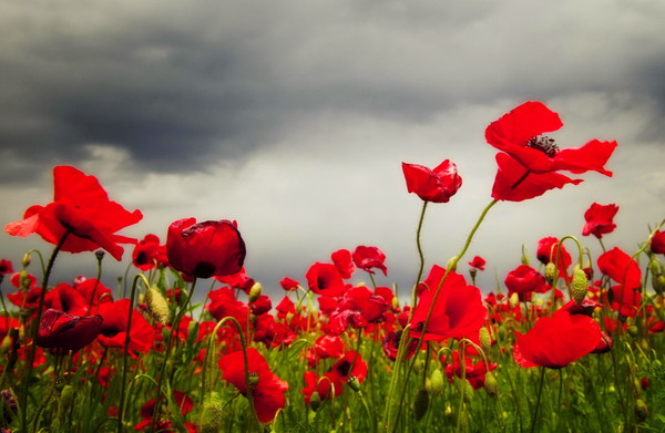 COQUELICOTS