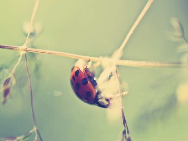 COCCINELLE