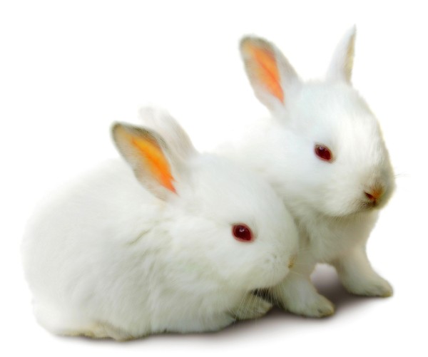 LAPINS