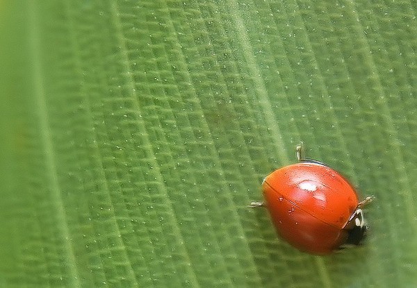 COCCINELLE