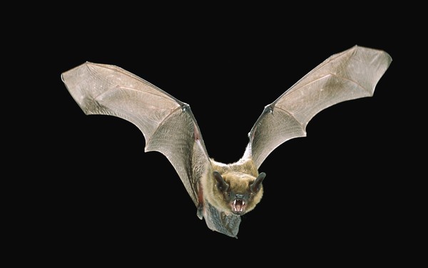 CHAUVE SOURIS