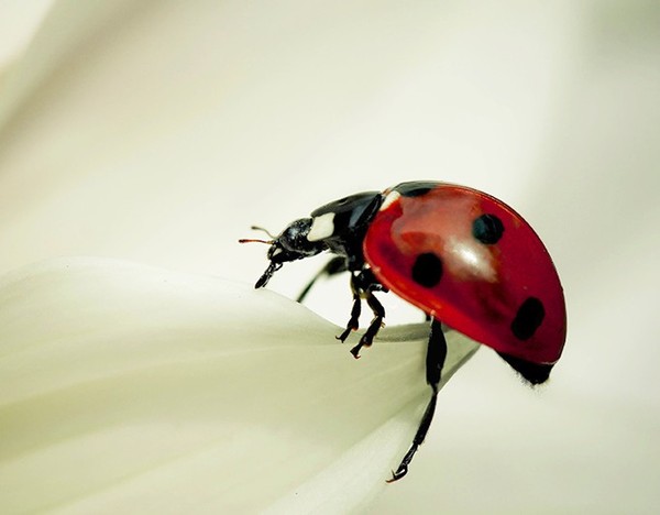 COCCINELLE