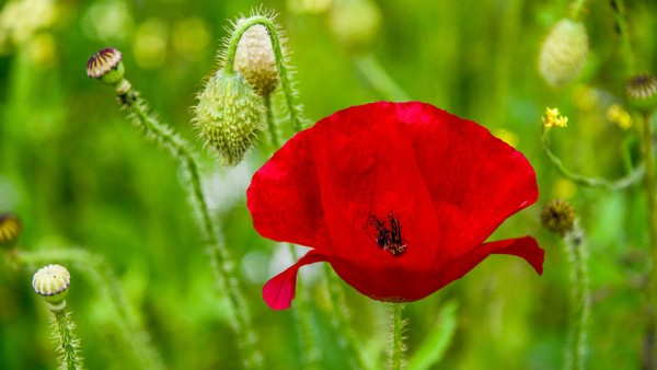 COQUELICOTS