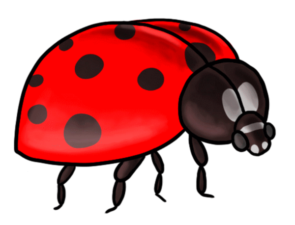 COCCINELLE