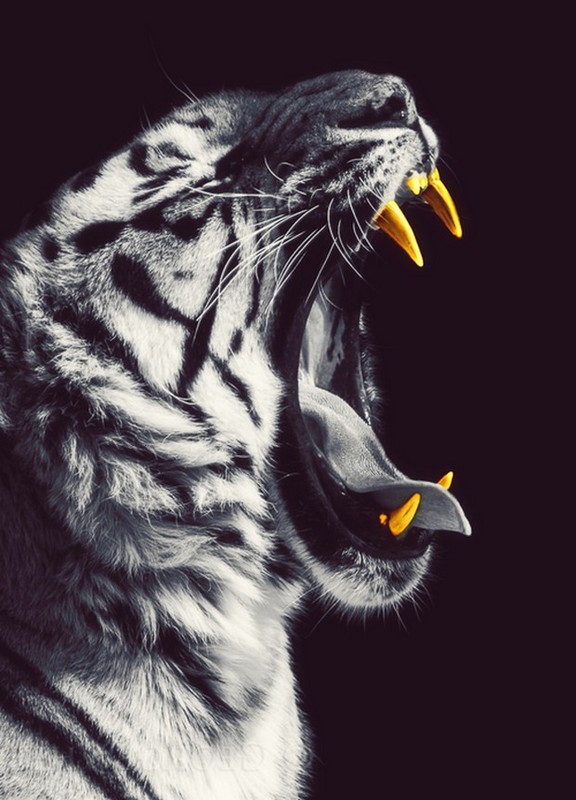 TIGRE