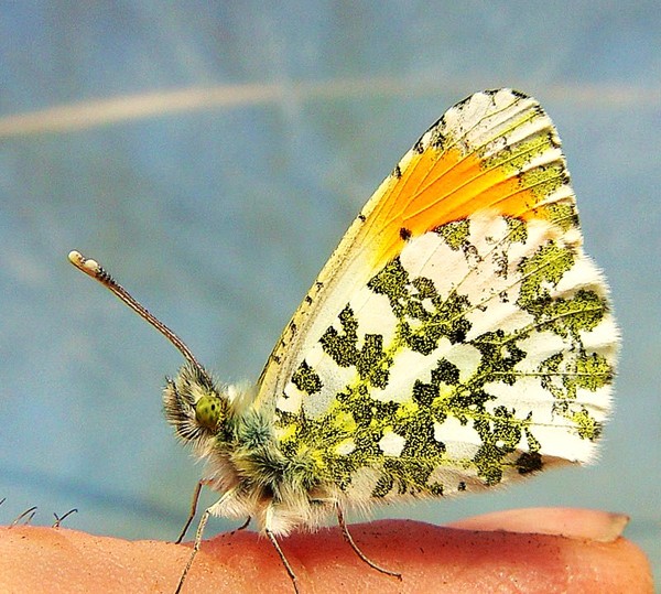 PAPILLON