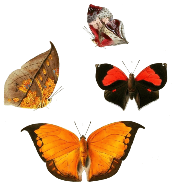 PAPILLONS