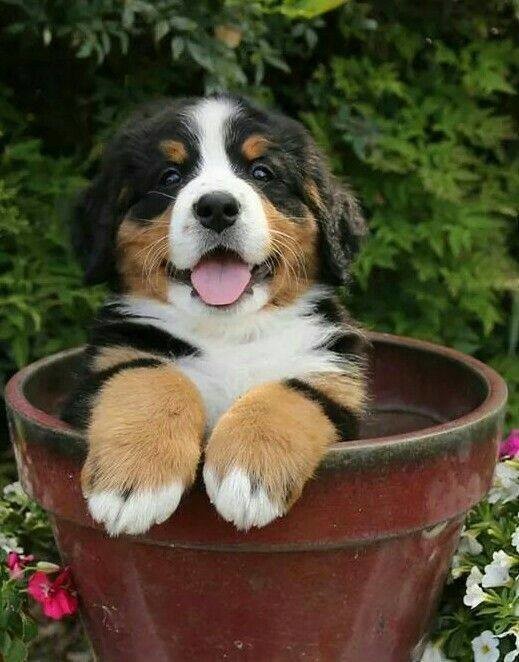 CHIEN 5