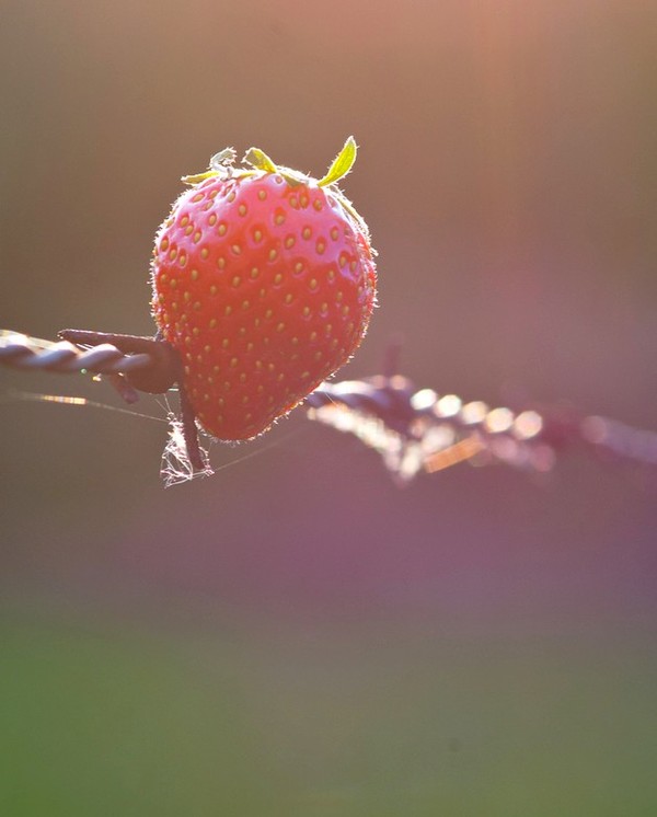 LA FRAISE