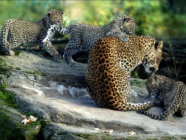 LEOPARDS