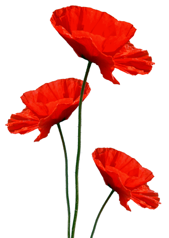 COQUELICOTS