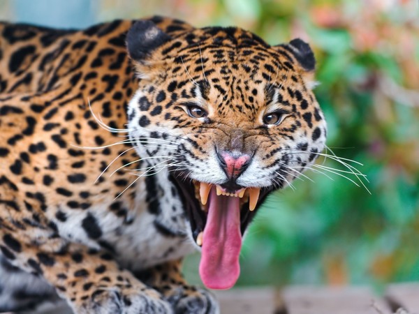 JAGUAR