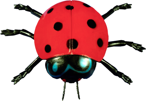 COCCINELLE