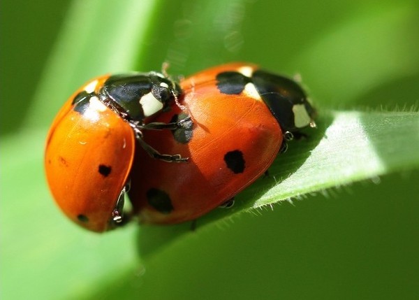 COCCINELLES