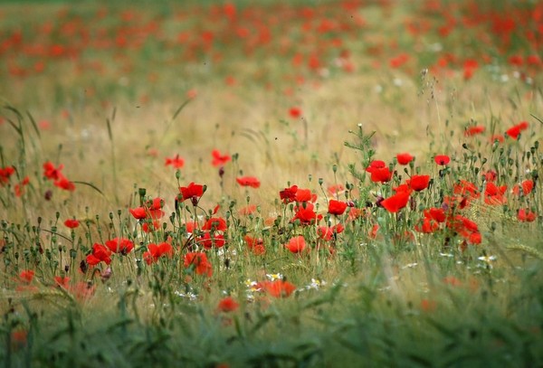 COQUELICOTS