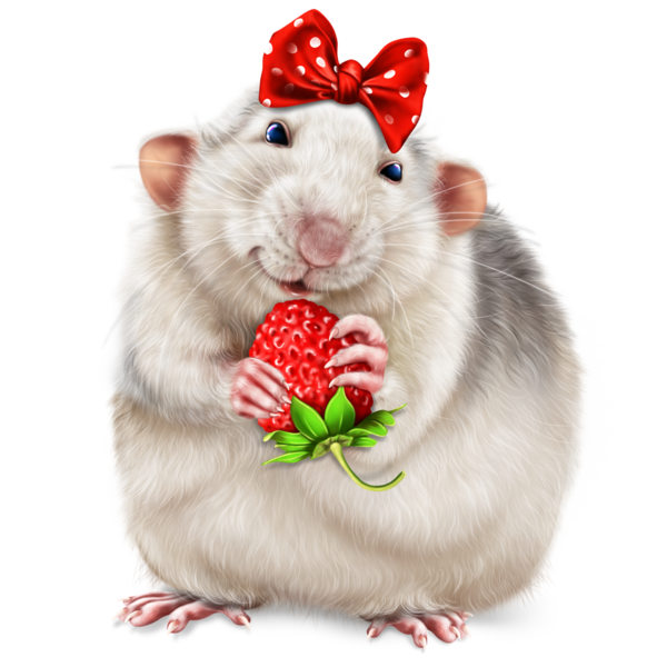 SOURIS RAT HAMSTER... 2