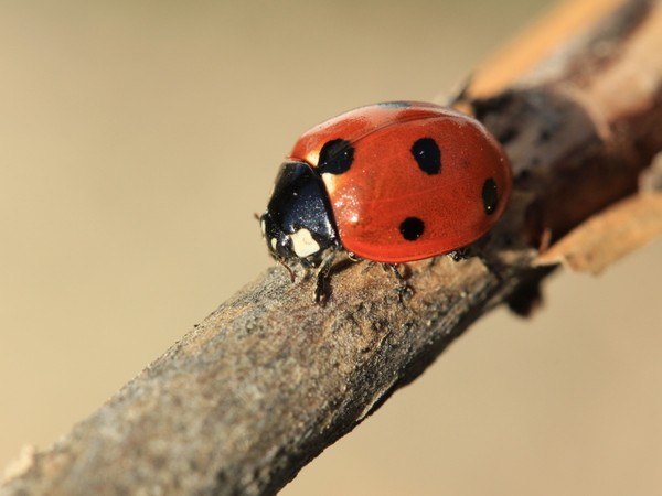 COCCINELLE