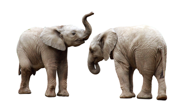 ELEPHANTS