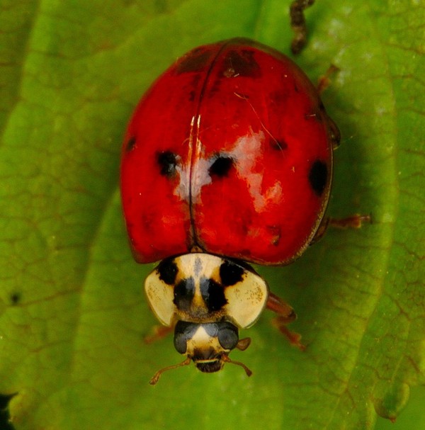 COCCINELLE