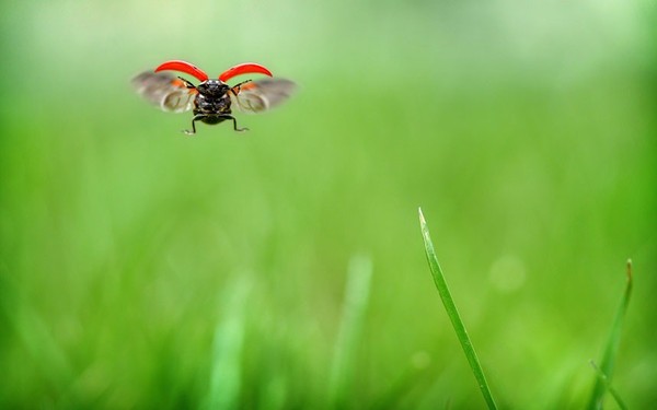 COCCINELLE