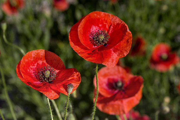 COQUELICOTS