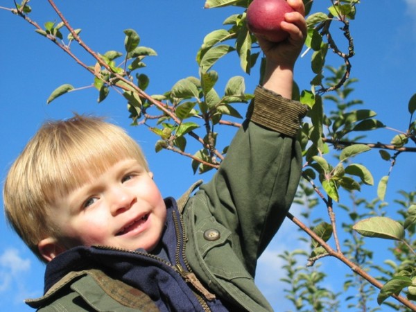 LA POMME