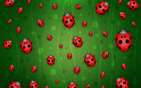 COCCINELLES